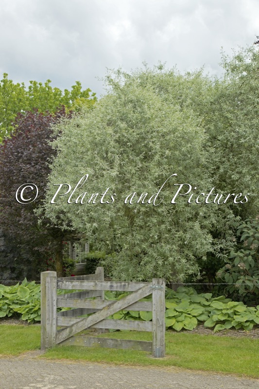 Pyrus salicifolia ‘Pendula’