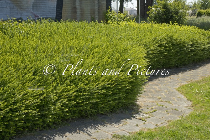 Lonicera pileata