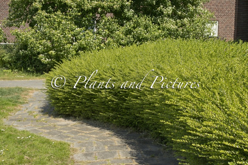 Lonicera pileata