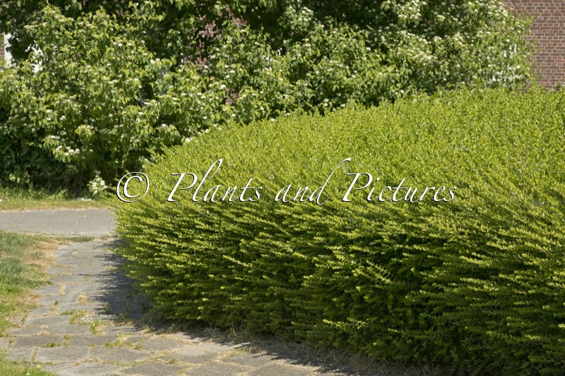 Lonicera pileata