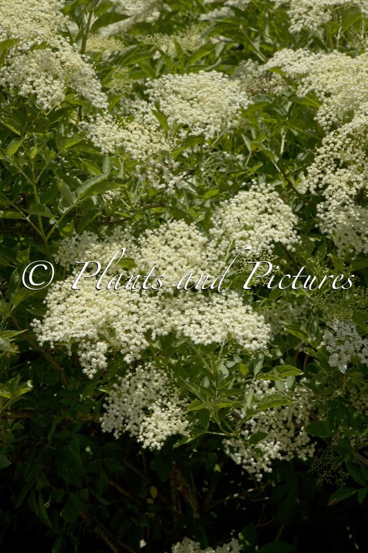 Sambucus nigra