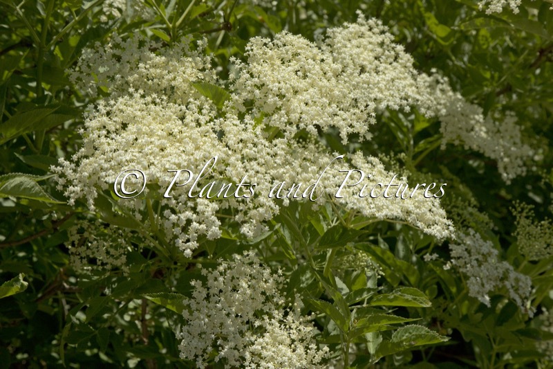 Sambucus nigra