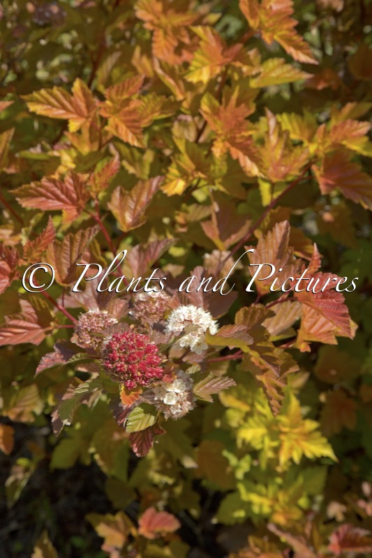 Physocarpus opulifolius ‘LP1’ (MAGIC BALL)