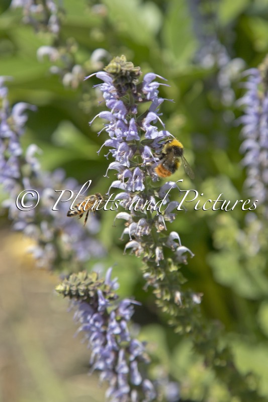 Salvia sylvestris ‘Crystal Blue’
