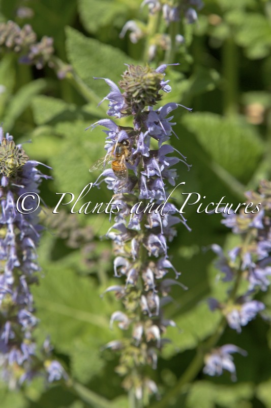 Salvia sylvestris ‘Crystal Blue’