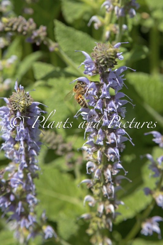 Salvia sylvestris ‘Crystal Blue’