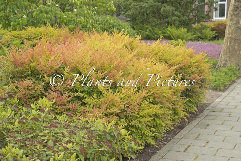 Nandina domestica ‘Gulf Stream’