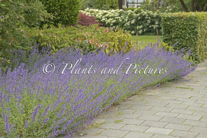 Nepeta ‘Six Hills Giant’