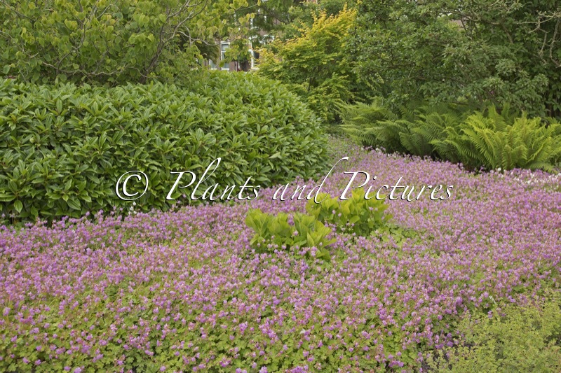 Geranium cantabrigiense ‘Cambridge’