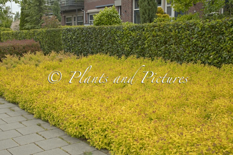Spiraea japonica ‘Goldmound’
