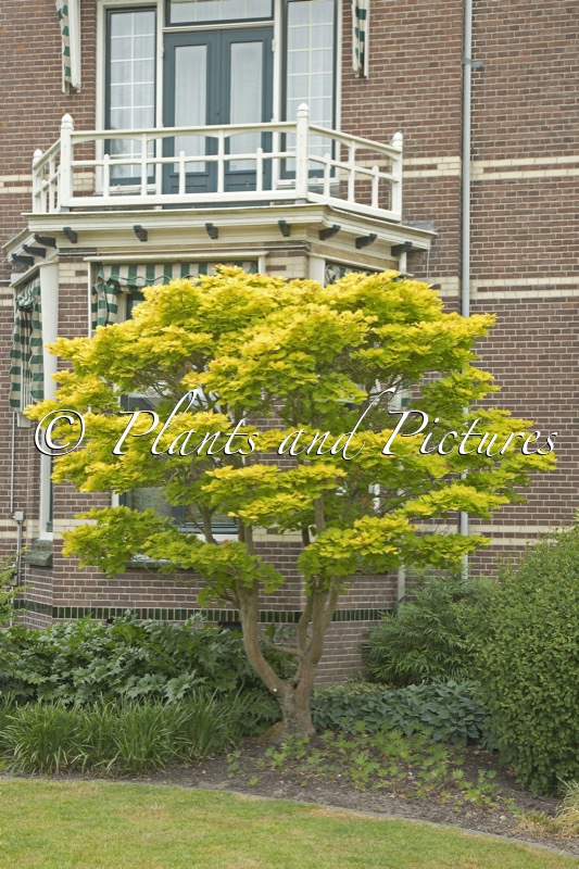 Acer shirasawanum ‘Aureum’
