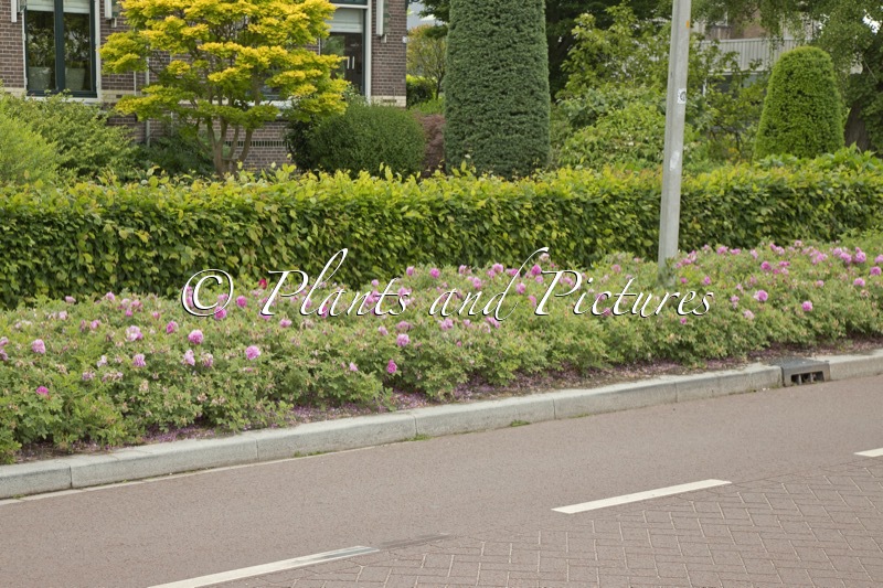 Rosa ‘Boruistda’ (STREET DANCE)