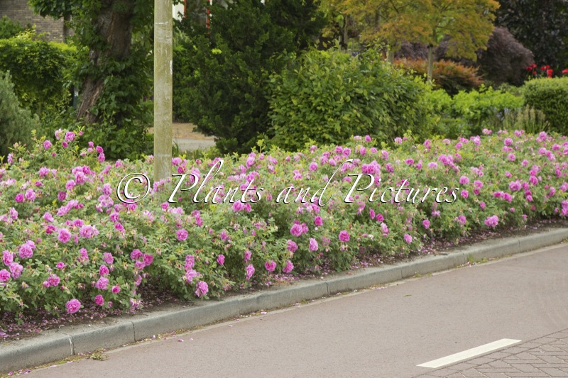 Rosa ‘Boruistda’ (STREET DANCE)