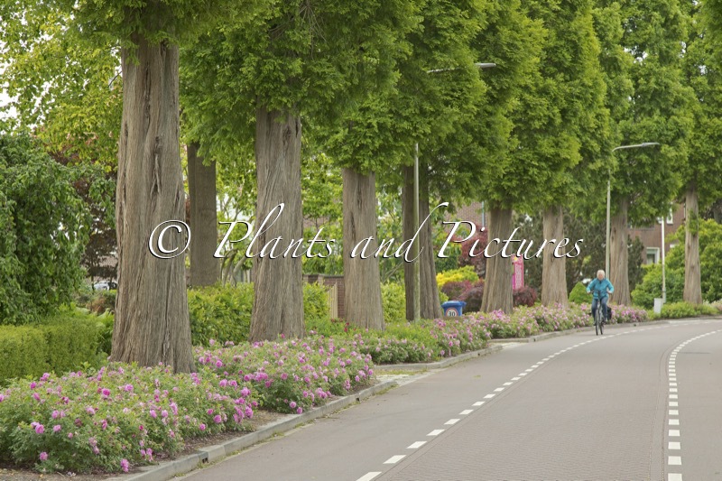 Rosa ‘Boruistda’ (STREET DANCE)