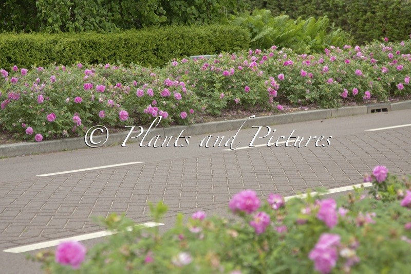 Rosa ‘Boruistda’ (STREET DANCE)