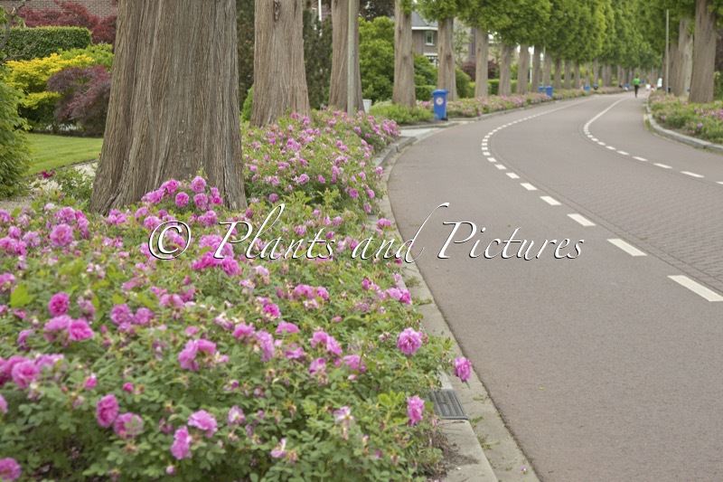 Rosa ‘Boruistda’ (STREET DANCE)