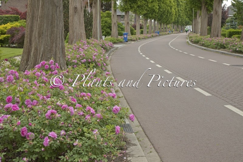 Rosa ‘Boruistda’ (STREET DANCE)