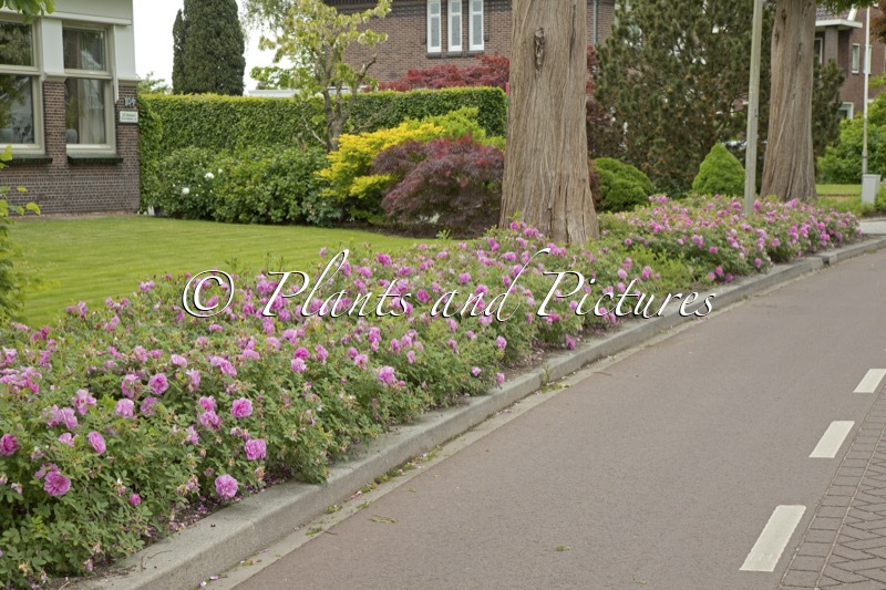 Rosa ‘Boruistda’ (STREET DANCE)