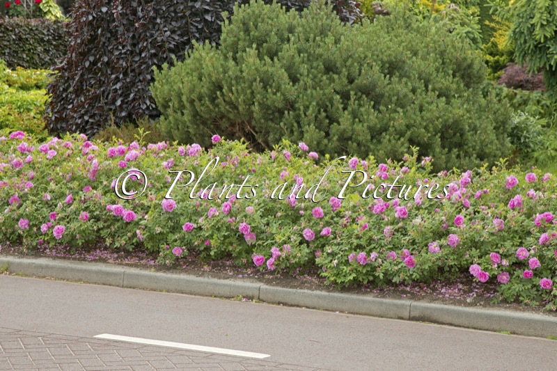 Rosa ‘Boruistda’ (STREET DANCE)