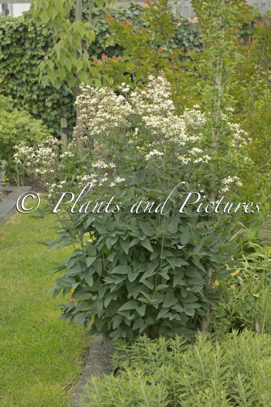 Clematis recta ‘Purpurea’