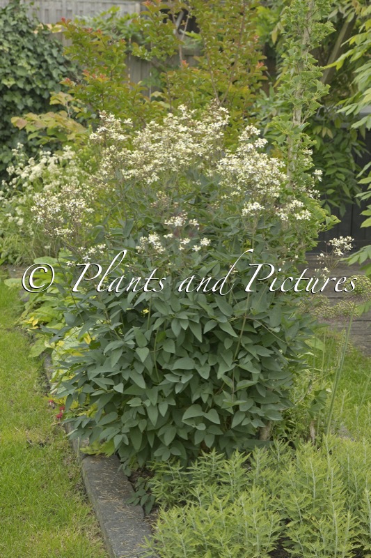 Clematis recta ‘Purpurea’