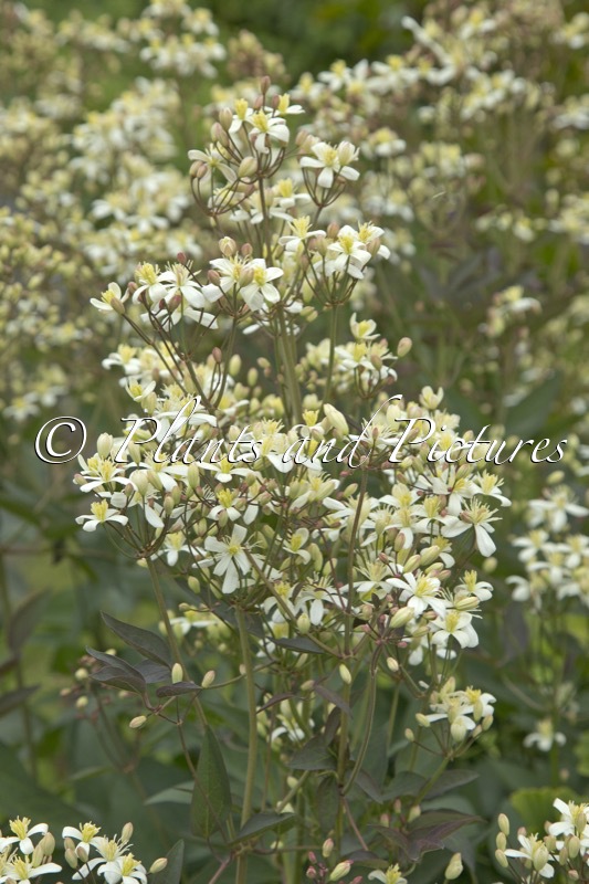 Clematis recta ‘Purpurea’