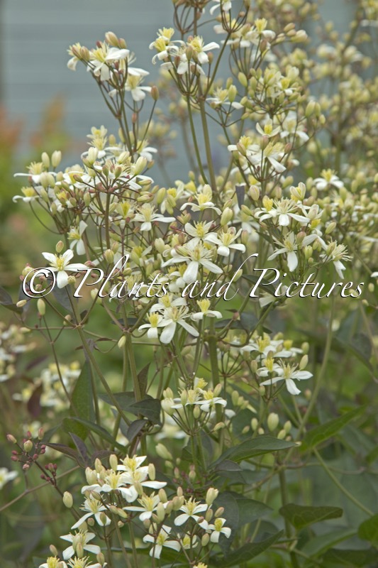 Clematis recta ‘Purpurea’