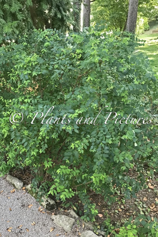 Flueggea suffruticosa