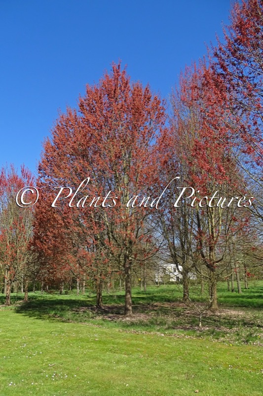 Acer rubrum ‘October Glory’