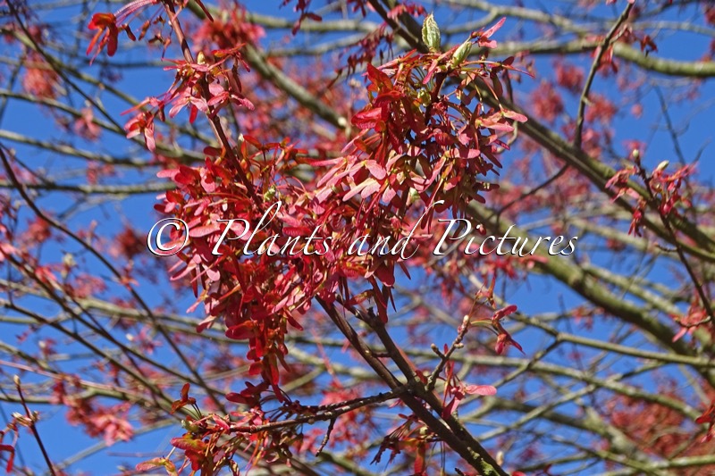 Acer rubrum ‘October Glory’
