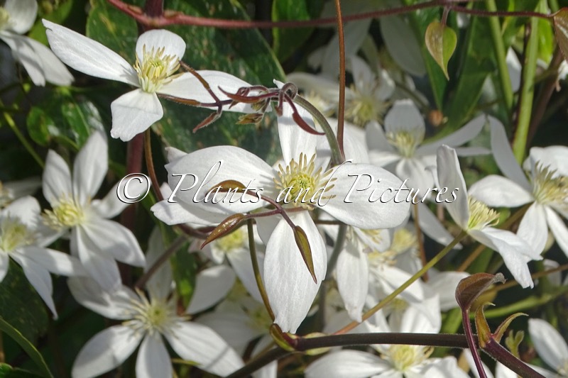 Clematis armandii