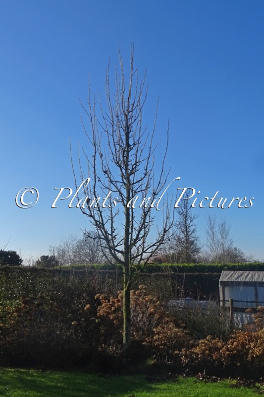 Liquidambar styraciflua ‘Kirsten’
