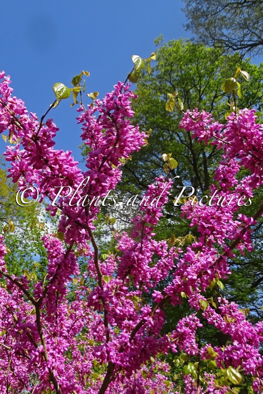 Cercis chinensis