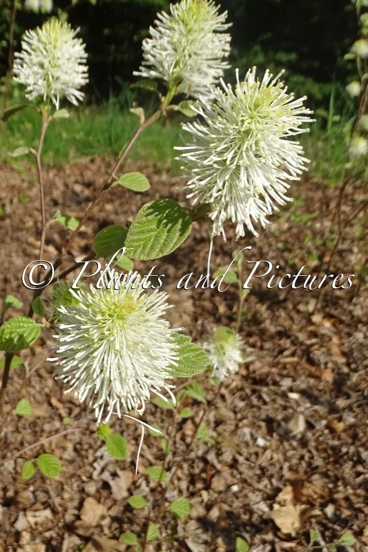 Fothergilla intermedia ‘Mount Airy’