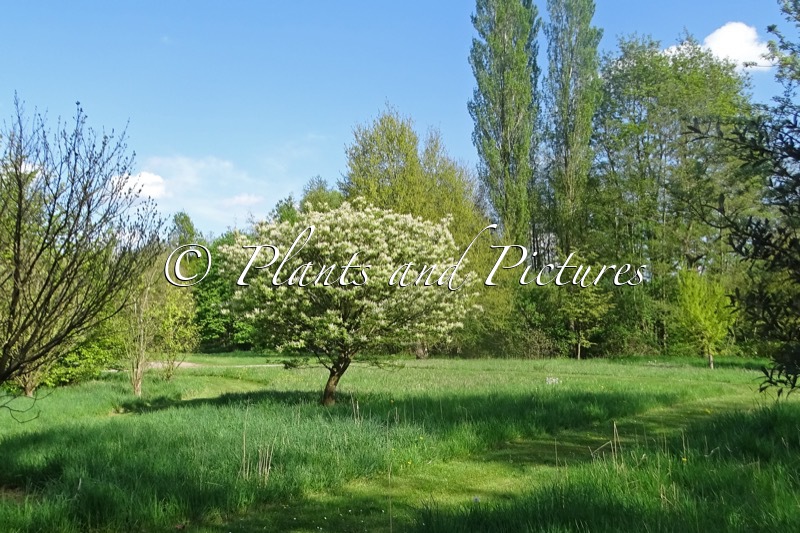 Fraxinus longicuspis