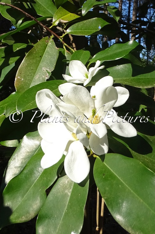 Magnolia laevifolia x M. maudiae