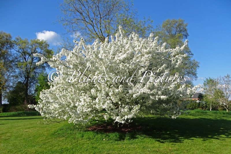 Malus hupehensis ‘Fox Pride’