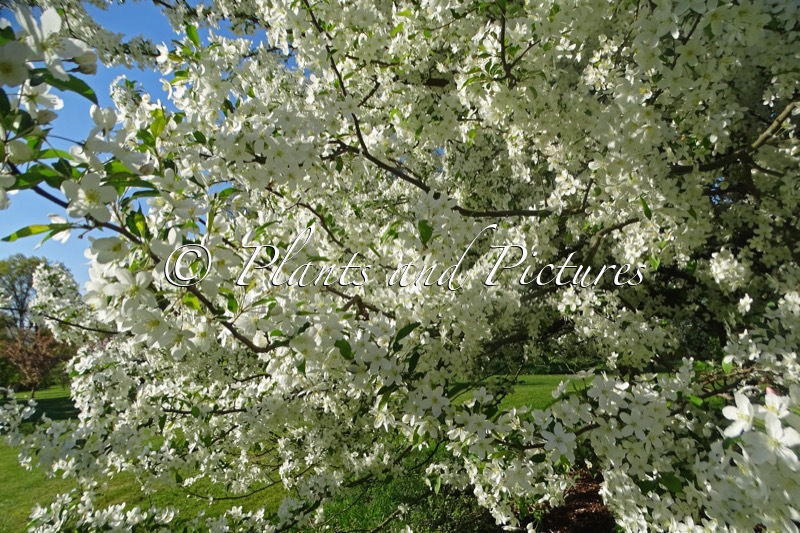 Malus hupehensis ‘Fox Pride’
