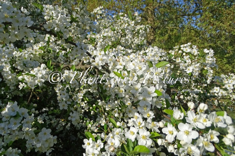 Malus toringo var. sargentii