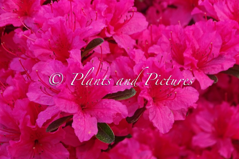 Rhododendron ‘Favorite’