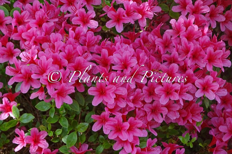 Rhododendron ‘Hino-mayo’