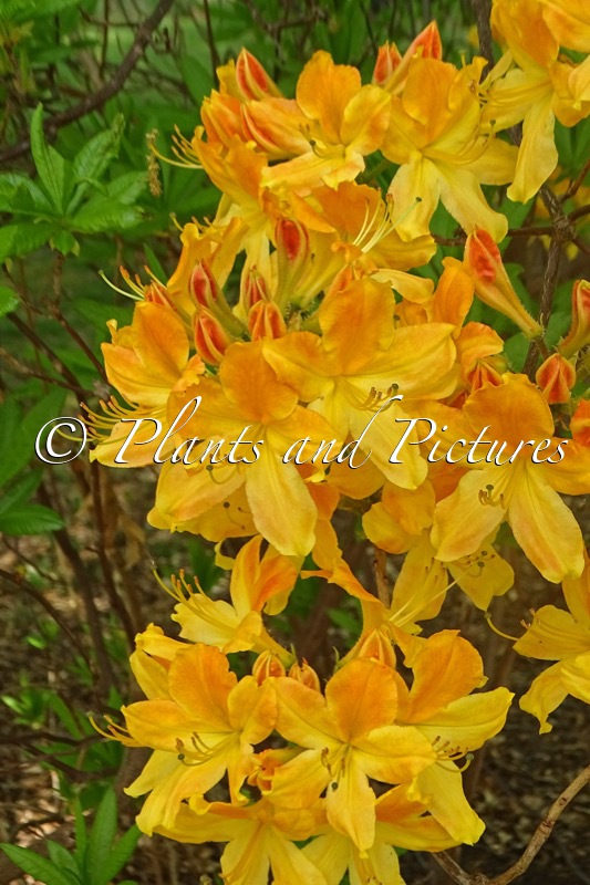 Rhododendron ‘Hollandia’