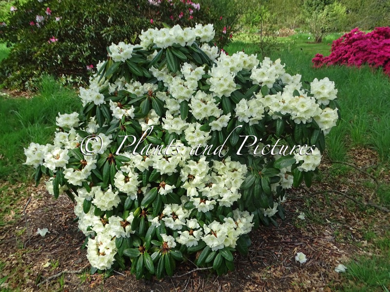 Rhododendron ‘Jack Skelton’