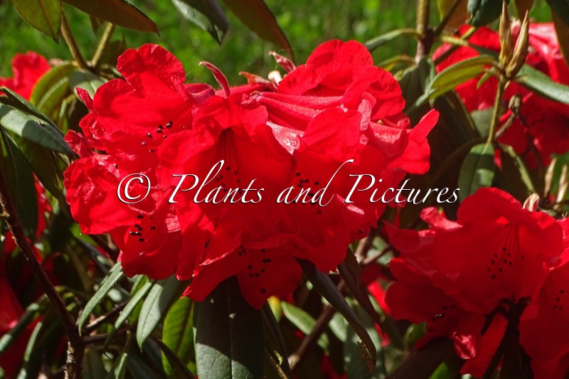 Rhododendron ‘Matador’