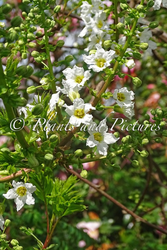 Xanthoceras sorbifolium