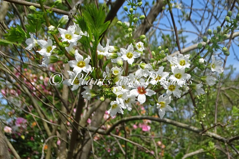 Xanthoceras sorbifolium
