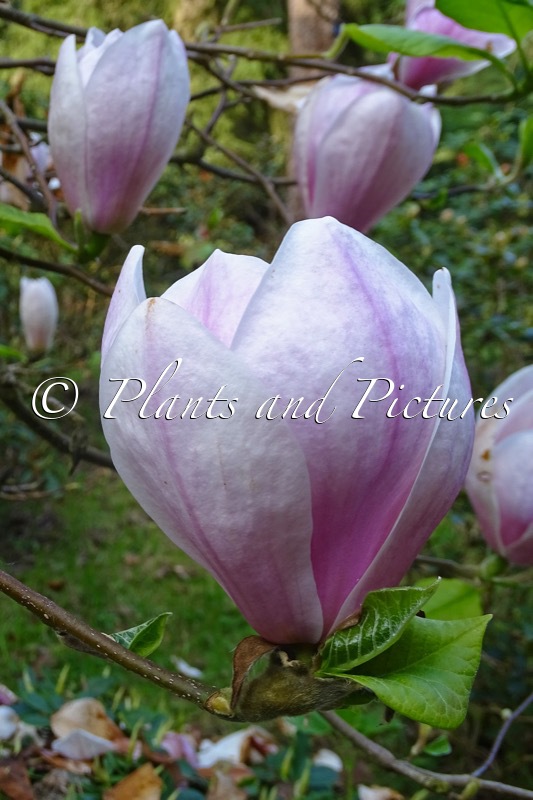 Magnolia ‘Joe McDaniel’
