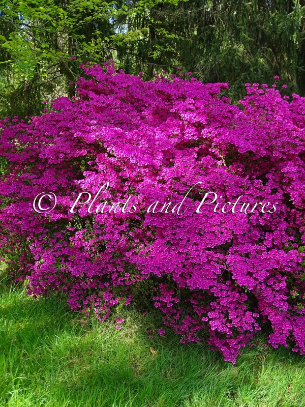 Rhododendron ‘Amoenum’