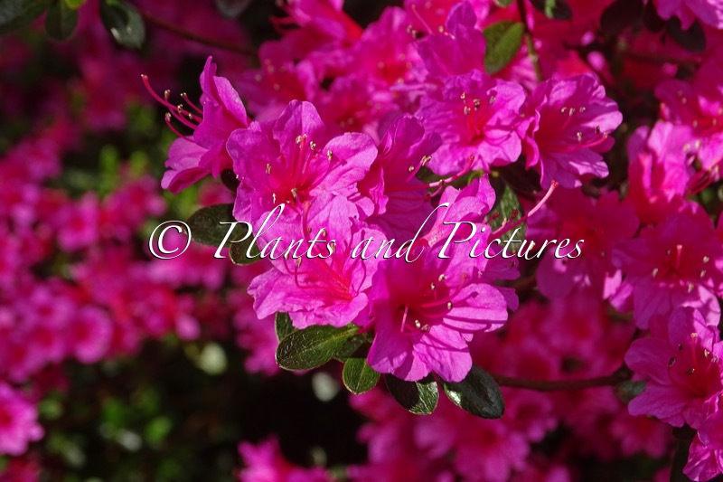 Rhododendron ‘Amoenum’