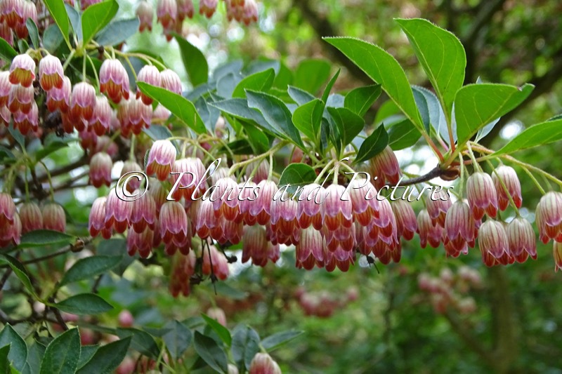 Enkianthus campanulatus